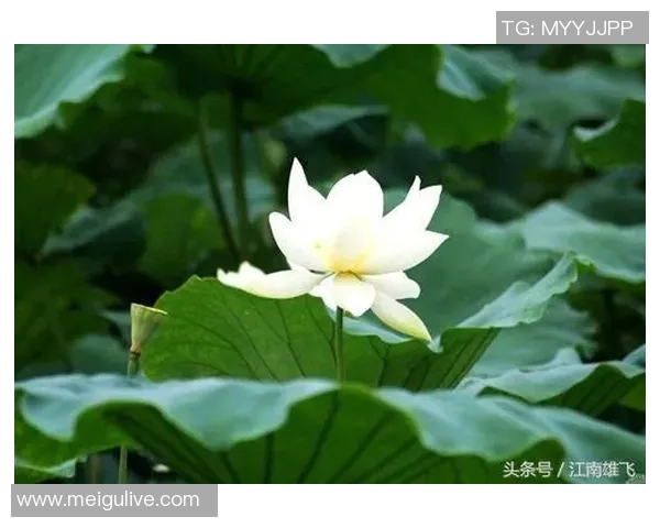 禅意足球明星的魅力与哲学探讨揭示运动与心灵的完美结合